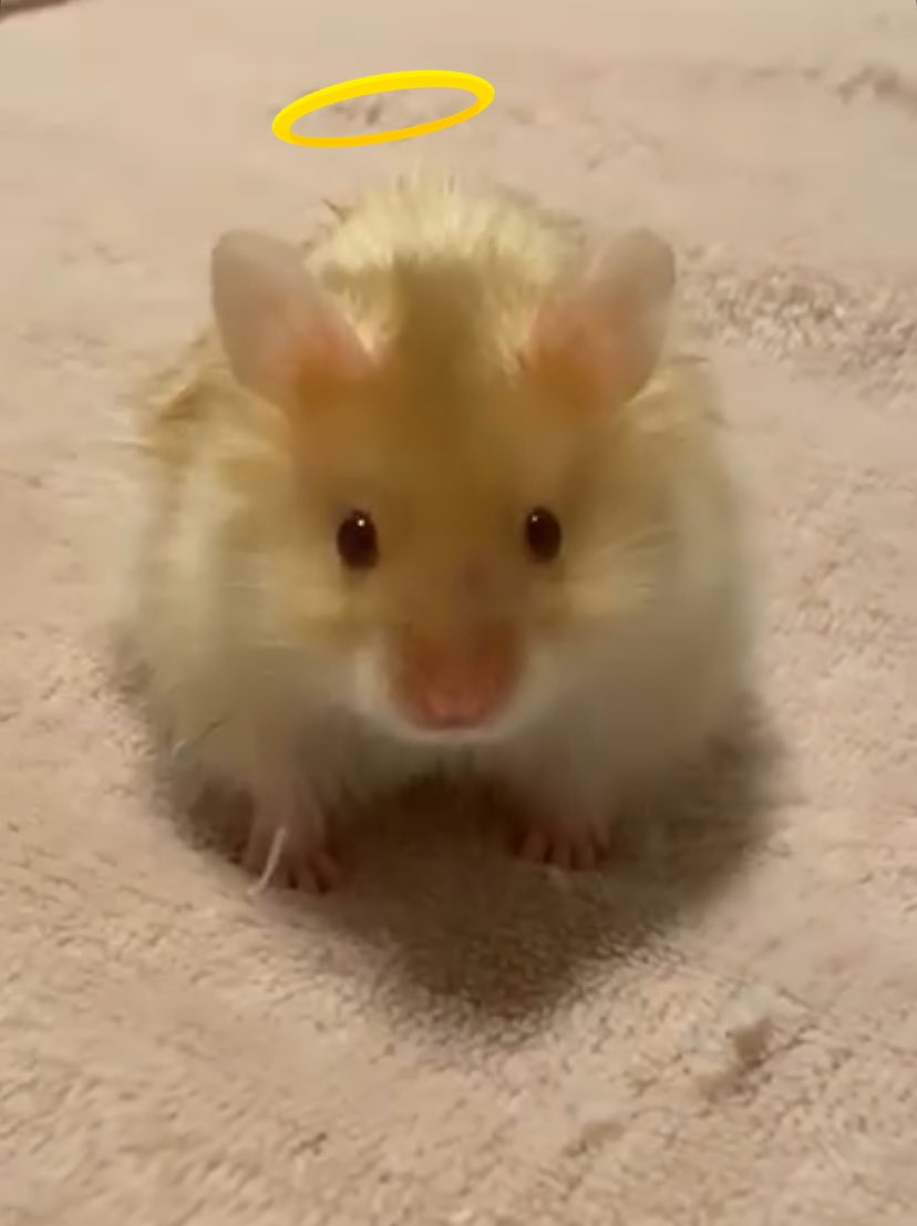 Tú tiempo ya llegó pero estarás siempre en mi corazón 💖 

Te quiero mucho ichiban 🐹❤️