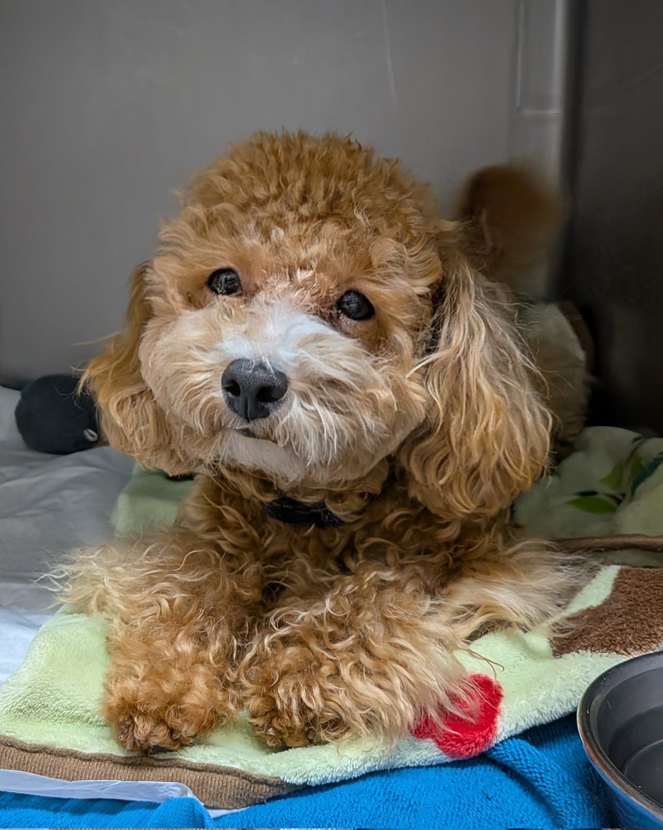 WNiMF07rVQPRtqI's tweet image. 後輩ちゃんが愛犬と同伴出勤🐕️
生後6ヶ月なのに大人しすぎる😍