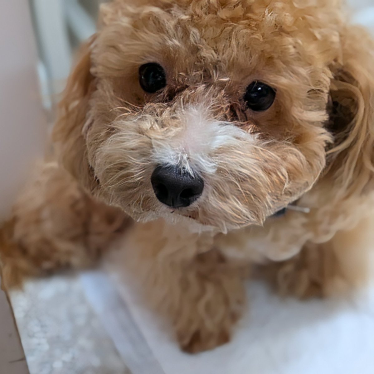 WNiMF07rVQPRtqI's tweet image. 後輩ちゃんが愛犬と同伴出勤🐕️
生後6ヶ月なのに大人しすぎる😍