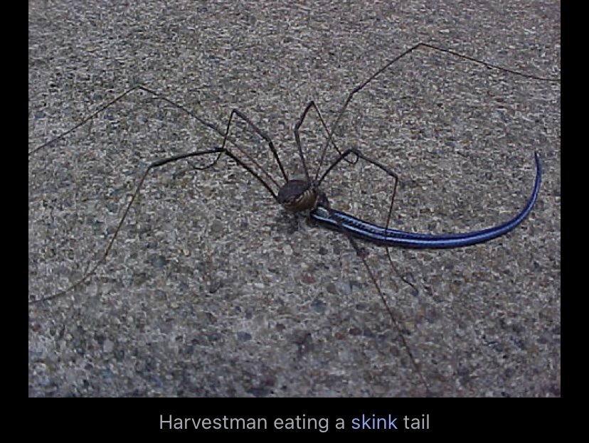 Stormelol's tweet image. i would like to invite everyone to learn a tiny bit about my favourite order of arachnid ever, the harvestman. they don’t build webs, they don’t scuttle around too fast, they just kinda wander around and see what’s going on, and have the dumbest eyes ever. i love them.