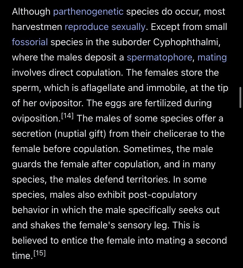 Stormelol's tweet image. i would like to invite everyone to learn a tiny bit about my favourite order of arachnid ever, the harvestman. they don’t build webs, they don’t scuttle around too fast, they just kinda wander around and see what’s going on, and have the dumbest eyes ever. i love them.
