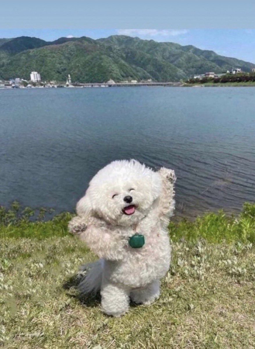 💖 (@twaniimals) on Twitter photo 