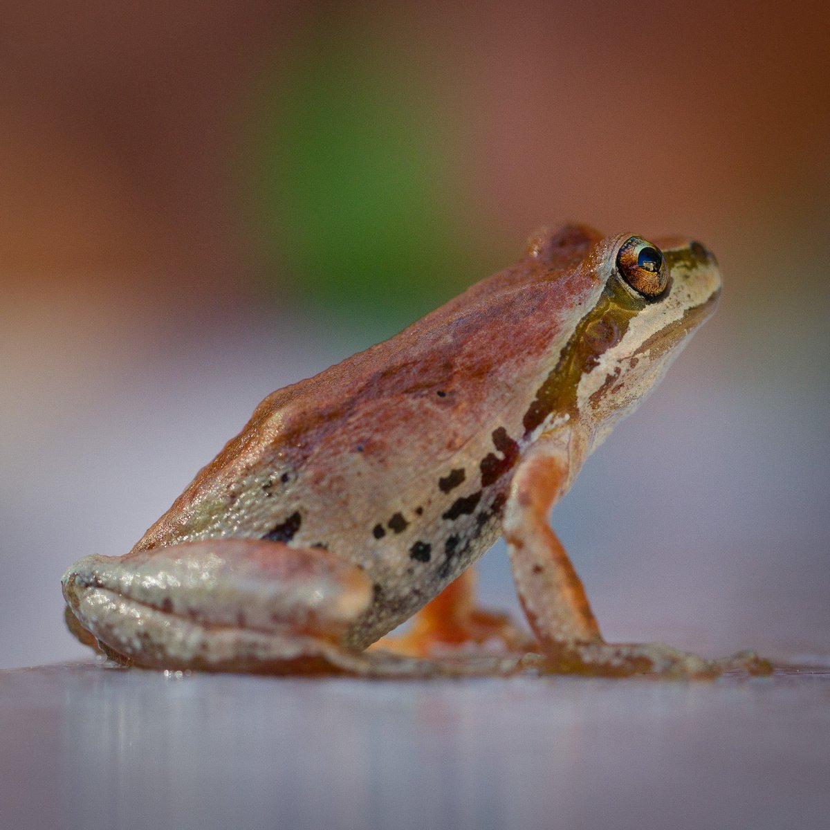 JohnGetchel's tweet image. Is there a Frogger Friday? Maybe there oughta be. 😊