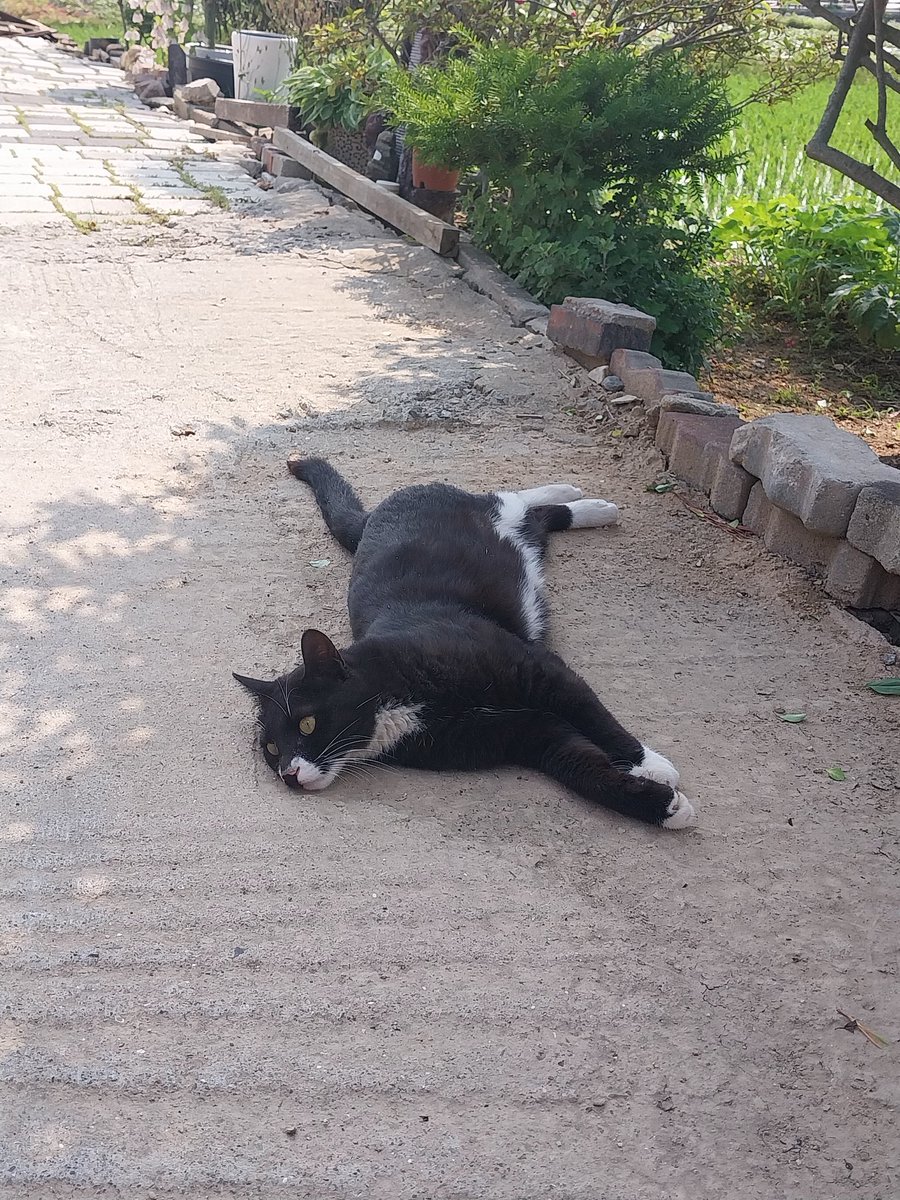 트친들 아~ 해부세요 만두 맥여드릴게