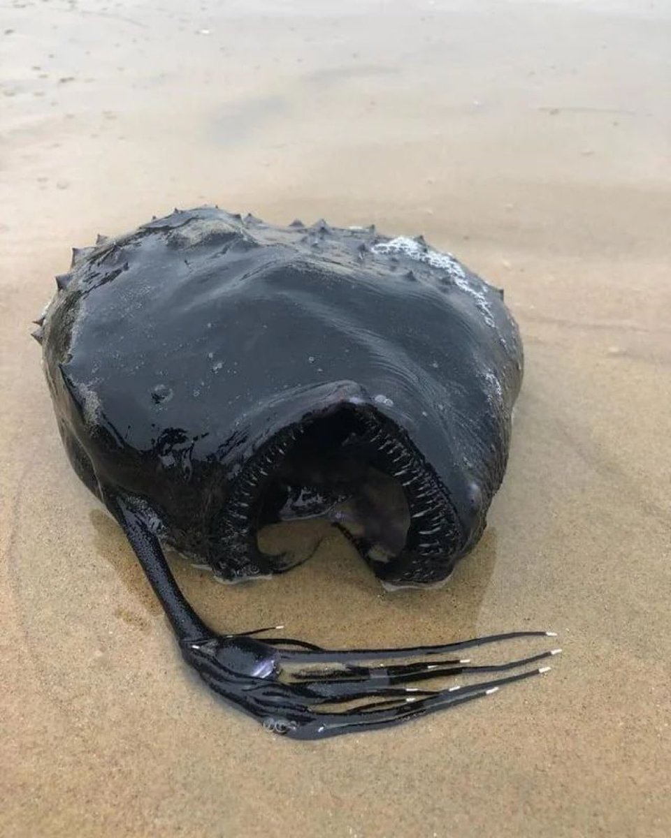 aranhinhas's tweet image. vc já se sentiu Assim ❓