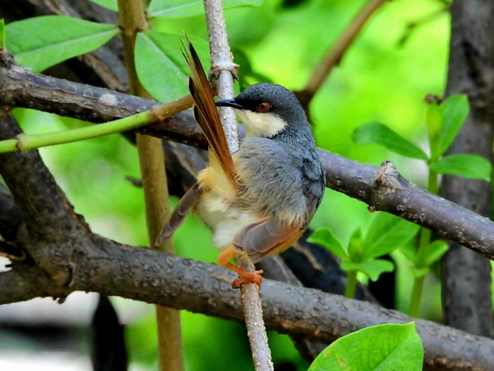 anuradhamathur's tweet image. Ashy prinia all cocked up... also check the top view for its colours #IndiAves #DelhiNCR #BBCWildlifePOTD #ThePhotoHour #natgeoindia #birdphotography #Nikon
