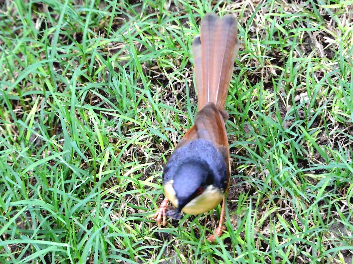 anuradhamathur's tweet image. Ashy prinia all cocked up... also check the top view for its colours #IndiAves #DelhiNCR #BBCWildlifePOTD #ThePhotoHour #natgeoindia #birdphotography #Nikon