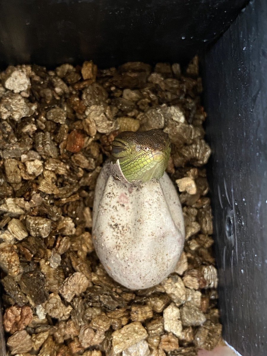 iZoo_iZoo_'s tweet image. 7月中も
インドシナウォータードラゴン
（Physignathus cocincinus）
ニシアフリカトカゲモドキ
（Hemitheconyx caudicinctus）
などが孵化しています。

インドシナウォータードラゴンの
2025年産まれの個体の展示も始まっています。
#爬虫類
