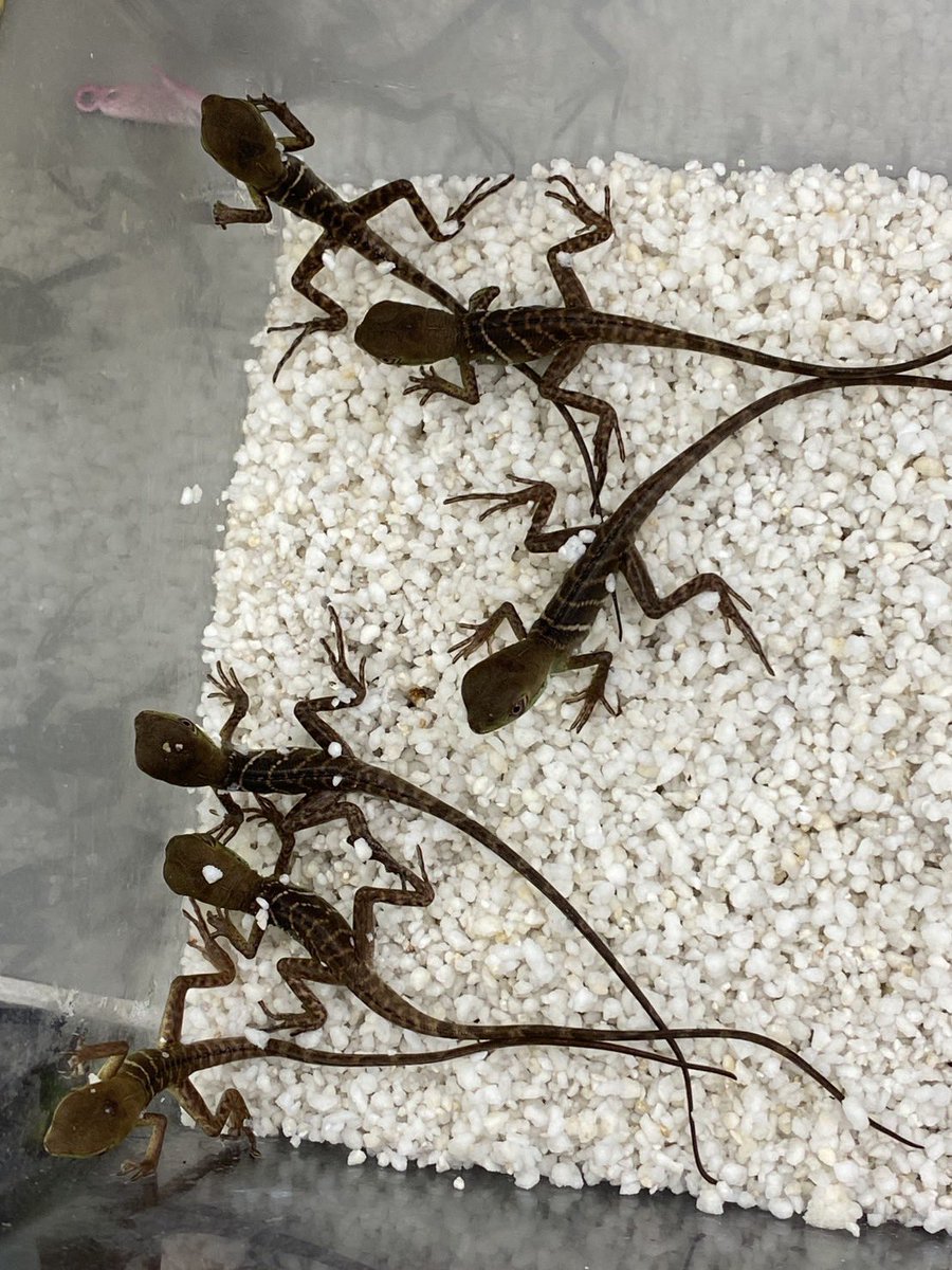 iZoo_iZoo_'s tweet image. 7月中も
インドシナウォータードラゴン
（Physignathus cocincinus）
ニシアフリカトカゲモドキ
（Hemitheconyx caudicinctus）
などが孵化しています。

インドシナウォータードラゴンの
2025年産まれの個体の展示も始まっています。
#爬虫類