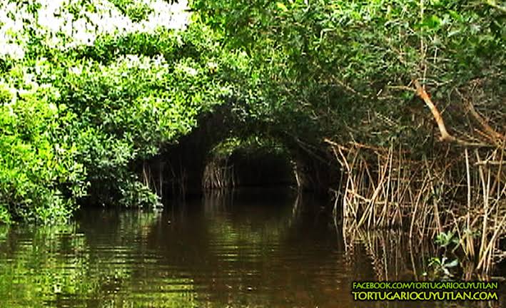 #DestelloUltravioleta

El Estero Palo Verde pertenece a la Laguna de Cuyutlán, la más grande en Colima. Hoy hablamos de la importancia de evitar la construcción de la planta de nitrogenados Fermachem. 

En <a href="/RadioUdeG/">Radio Universidad de Guadalajara</a> 

<a href="/dimeChascona/">Anabel Casillas</a> <a href="/aquelricardo/">Ricardo</a> <a href="/AzaelSG/">Azael López</a> <a href="/Fabianecr/">Fabián Cázares</a>