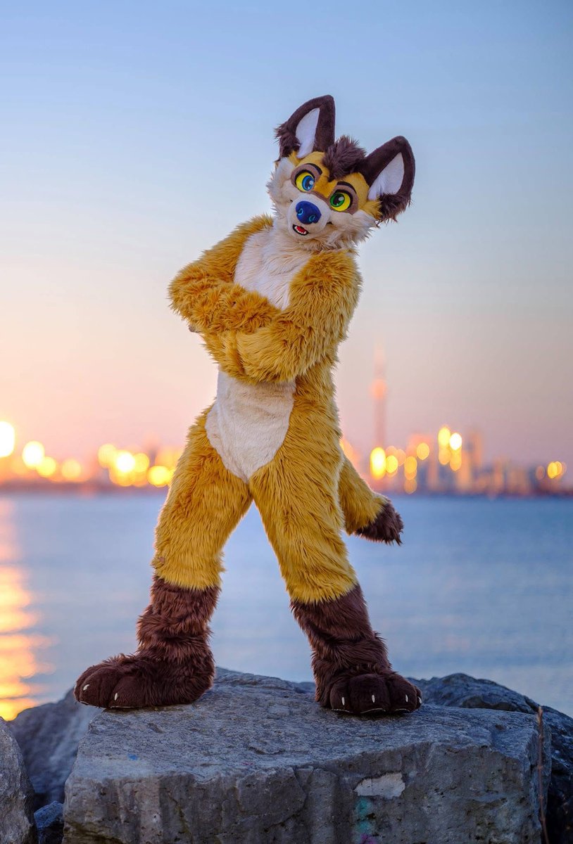 KoidelCoyote's tweet image. Golden hour golden yote!
#FursuitFriday