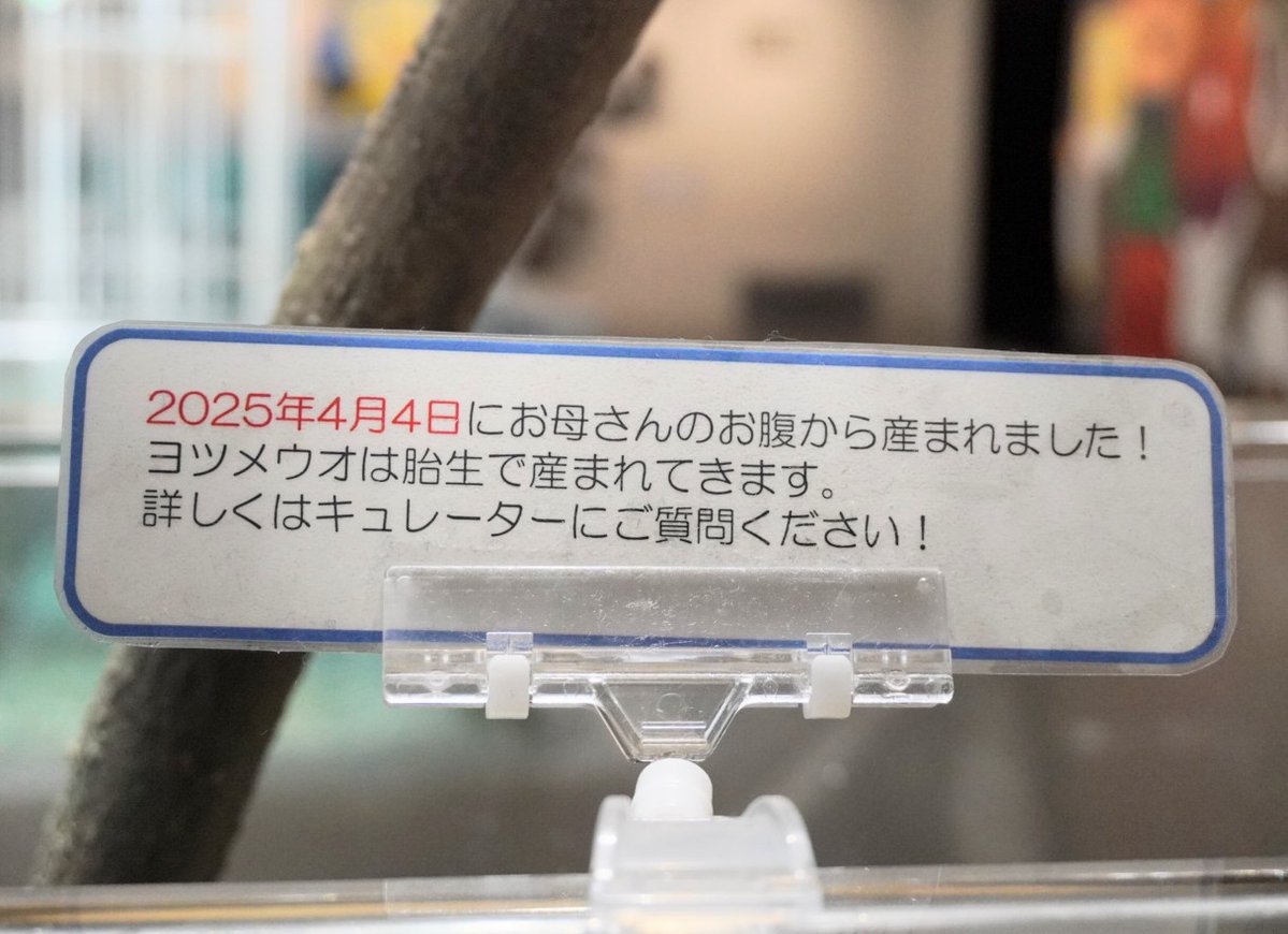 nya_715's tweet image. そういえば。魚やのに胎生ってどういうことや?なんでや?一度にそんなにたくさんは産めへんのかな?えなんで?を調べようと思って忘れてた😅