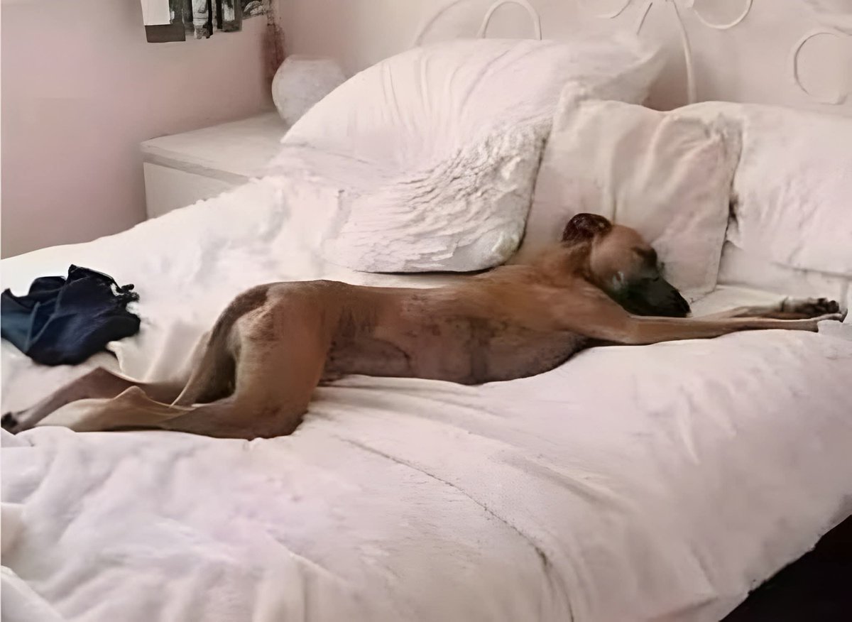 لما تتجوز واحده عراقية وتقولك تصبح على خير يا كلبي🤣🤣