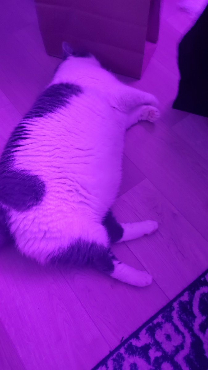 pagefaultty's tweet image. idiot