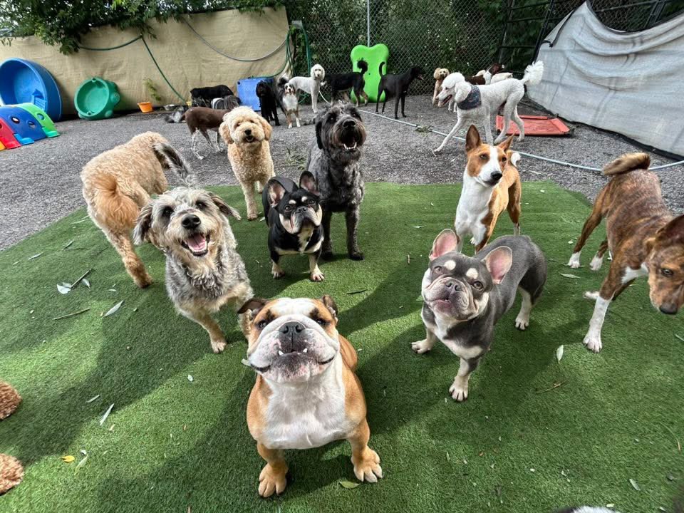 Teeter’s Gang gang.