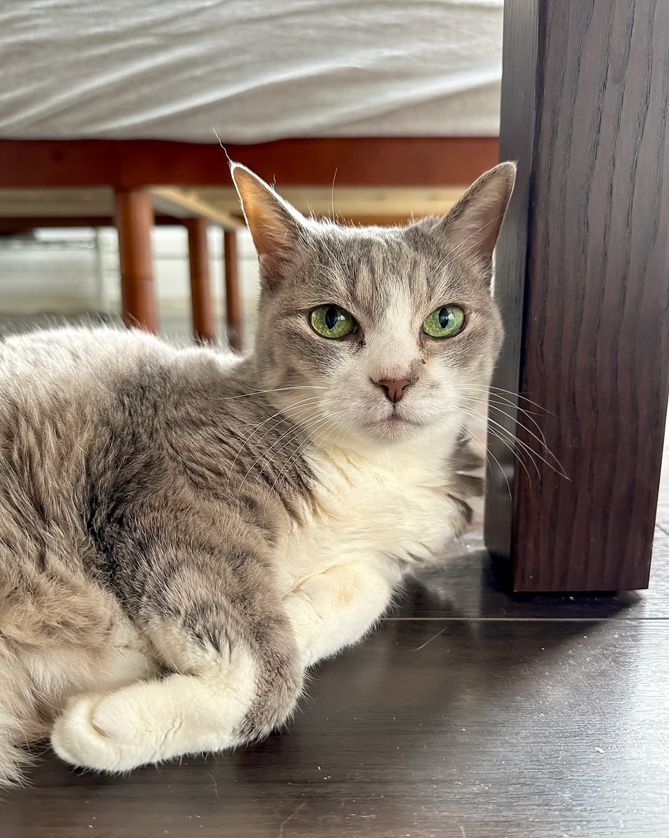 モアクリ tweet media