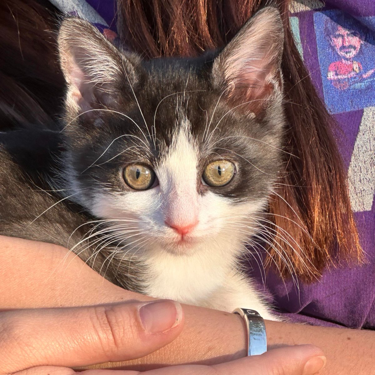 animalfndlv's tweet image. Saturday, a spunky 8-week-old kitten is available for adoption thanks to @PetSmartChariTs during #NationalAdoptionWeek.
“She's great around big dogs & thinks she can take them down in one pounce,” says her foster. 🤣
11 am - 3 pm, Sat July 26
6980 N. 5th St, N. Las Vegas, 89084