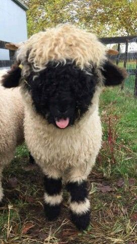 meeseboo's tweet image. smash that like button for your wool to become 100 times fluffier