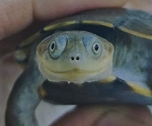 Devourer_CV's tweet image. Stares at you