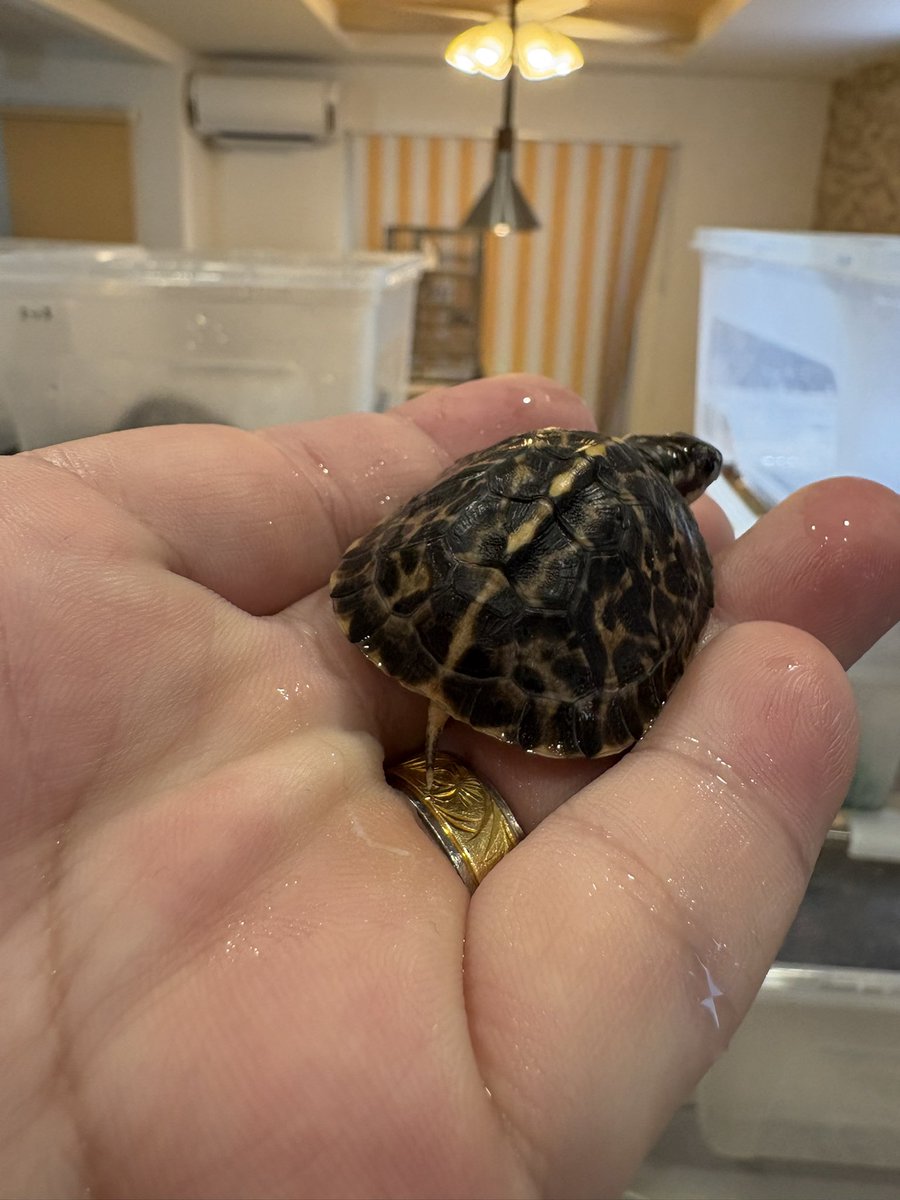 lien_1100's tweet image. フロリダハコガメtsd♀豆多甲
ここ数日で更に柄がパキッとしてきましたね🤭
この子も店舗に大特価でいますよ🤫