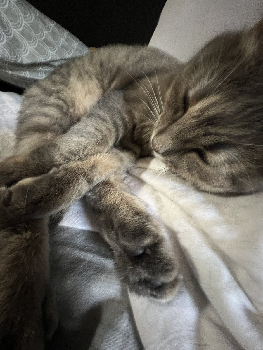 thIsbrOx's tweet image. my cat praying cuz of him @gyllenfreak !!!
