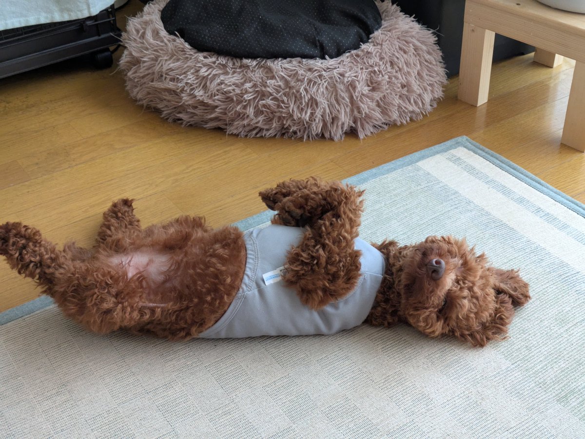 oshienosuke's tweet image. 7時前の早朝ドッグランでも地獄のような暑さ…
こうもなるよ。