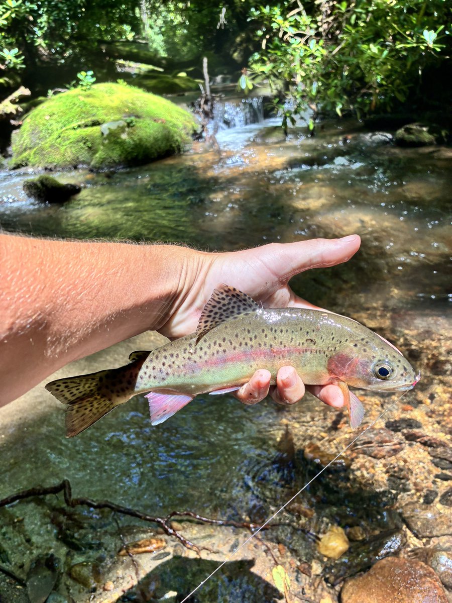elijah_stowe's tweet image. Fun day on the mountain
