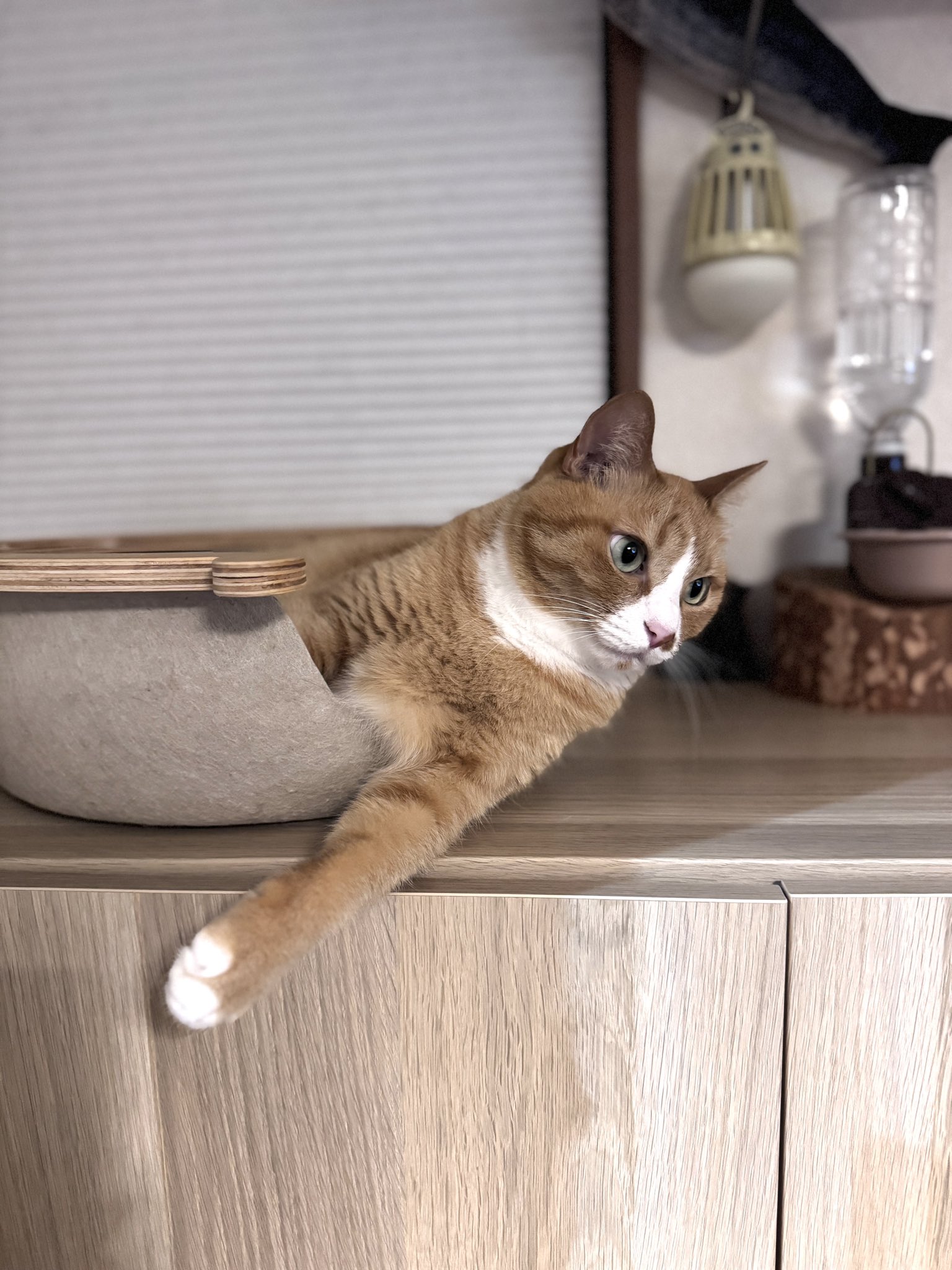 ねこ くろい on X: 