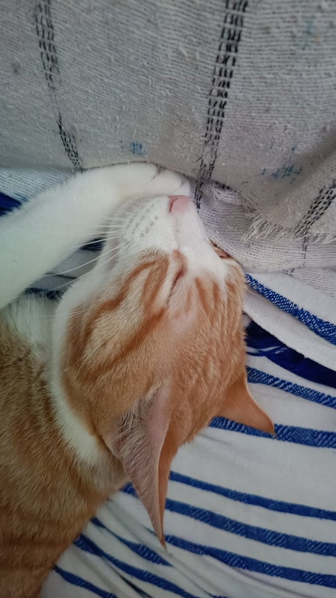 <a href="/EstralEsports__/">Estral Esports</a> Mascota naranja como buen fan de Estral, este es Porfirio