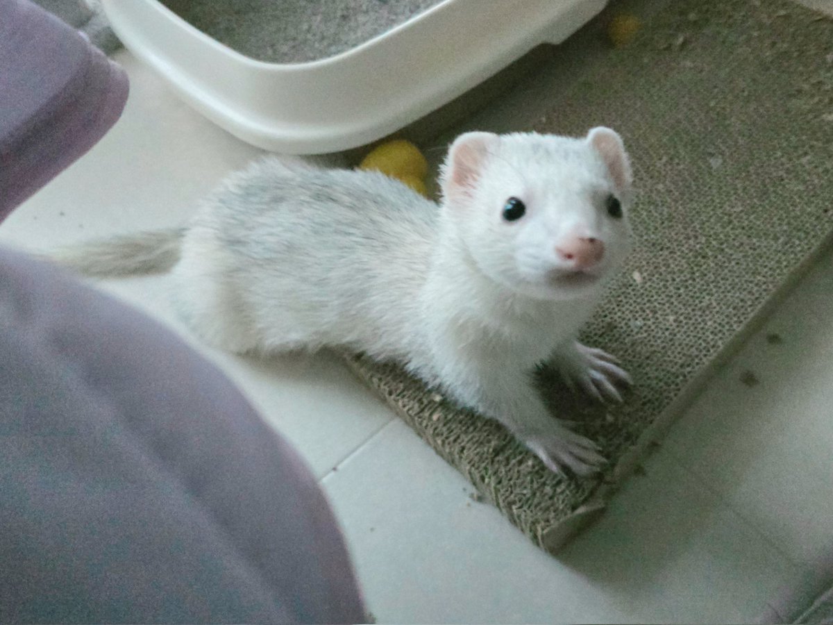 shiromo_ferret's tweet image. そういやフィラリアの薬(ハートメクチン)カリカリいわせながら普通に食ってた
前回もひとくちでいってたし、おりこうさん🐻❄️
#ferret