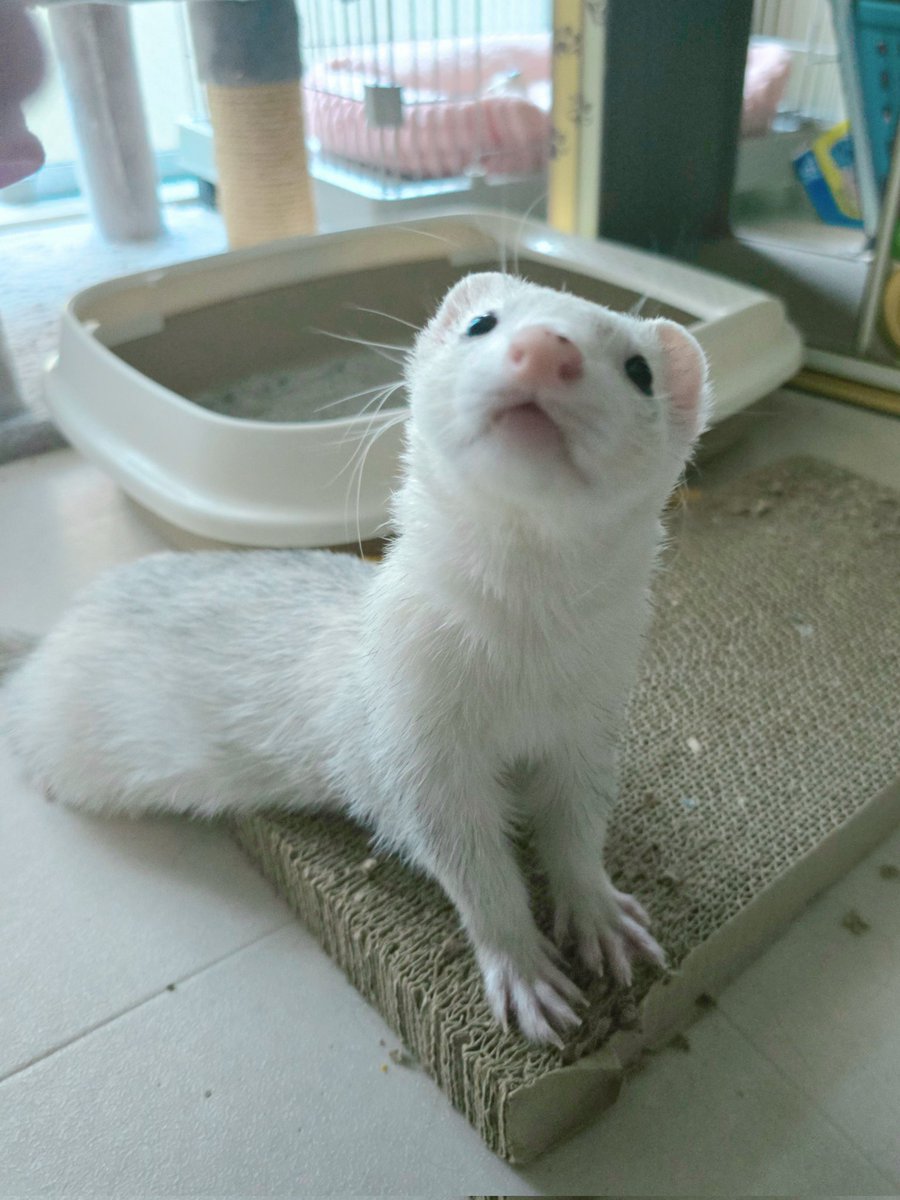 shiromo_ferret's tweet image. そういやフィラリアの薬(ハートメクチン)カリカリいわせながら普通に食ってた
前回もひとくちでいってたし、おりこうさん🐻❄️
#ferret