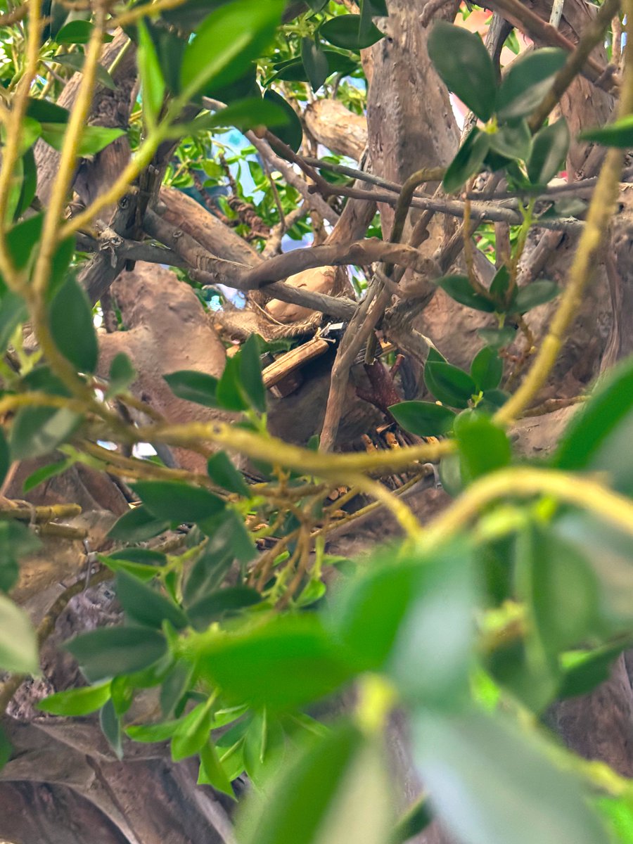 ahiru048's tweet photo. 昨日は #木の上の軍隊 の初日舞台挨拶に親子で行ってきた！
(息子はほぼ矯正同行だけど笑)
他とは違う戦争映画って感じで平和とか命とか生きることを本当に考えさせられる作品だった
少しでも息子の心に響いたかな？うーん🤔ww

ムビチケも買ってあるし何回見ようかな

本当に色んな人に観てほしい！！ https://t.co/J5zWsSWtJJ