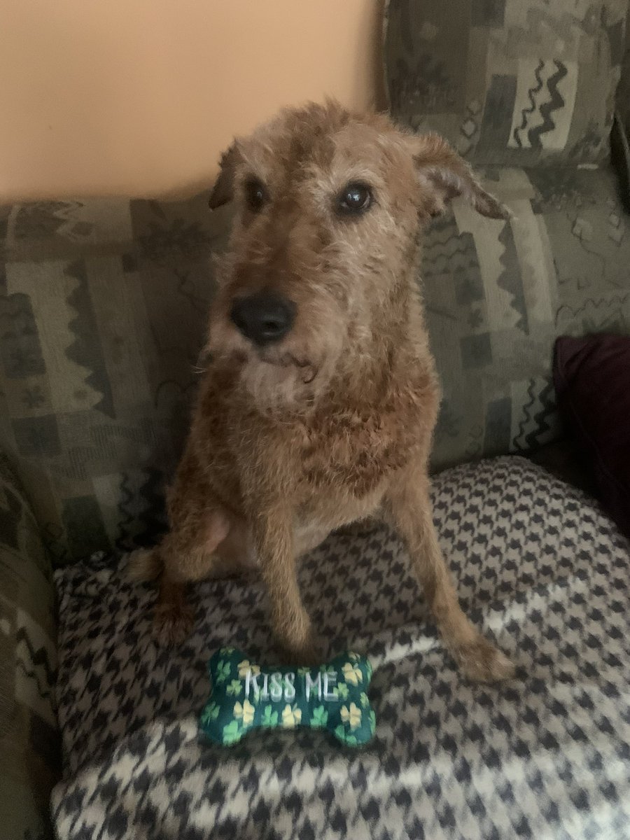DublinIrishPup's tweet photo. Pals Mumβs fren gave me dis so kind of her #squeeksqueek βοΈπ https://t.co/PMWh8kyf8t
