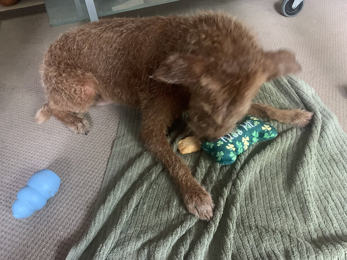 DublinIrishPup's tweet photo. Pals Mumβs fren gave me dis so kind of her #squeeksqueek βοΈπ https://t.co/PMWh8kyf8t