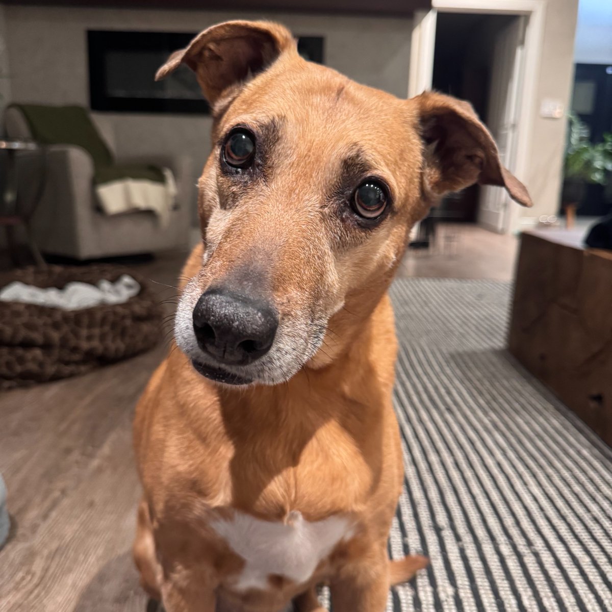 animalfndlv's tweet image. Peanut is another cutie who'll be at @PetSmart tomorrow, Sat, July 26!
Peanut is 13 years old, & “the sweetest dog you’ve ever met.” She’ll melt into anyone who pets her & would love a quiet home to spend her golden years in.
11 to 3
6980 N. 5th St, N. Las Vegas, 89084