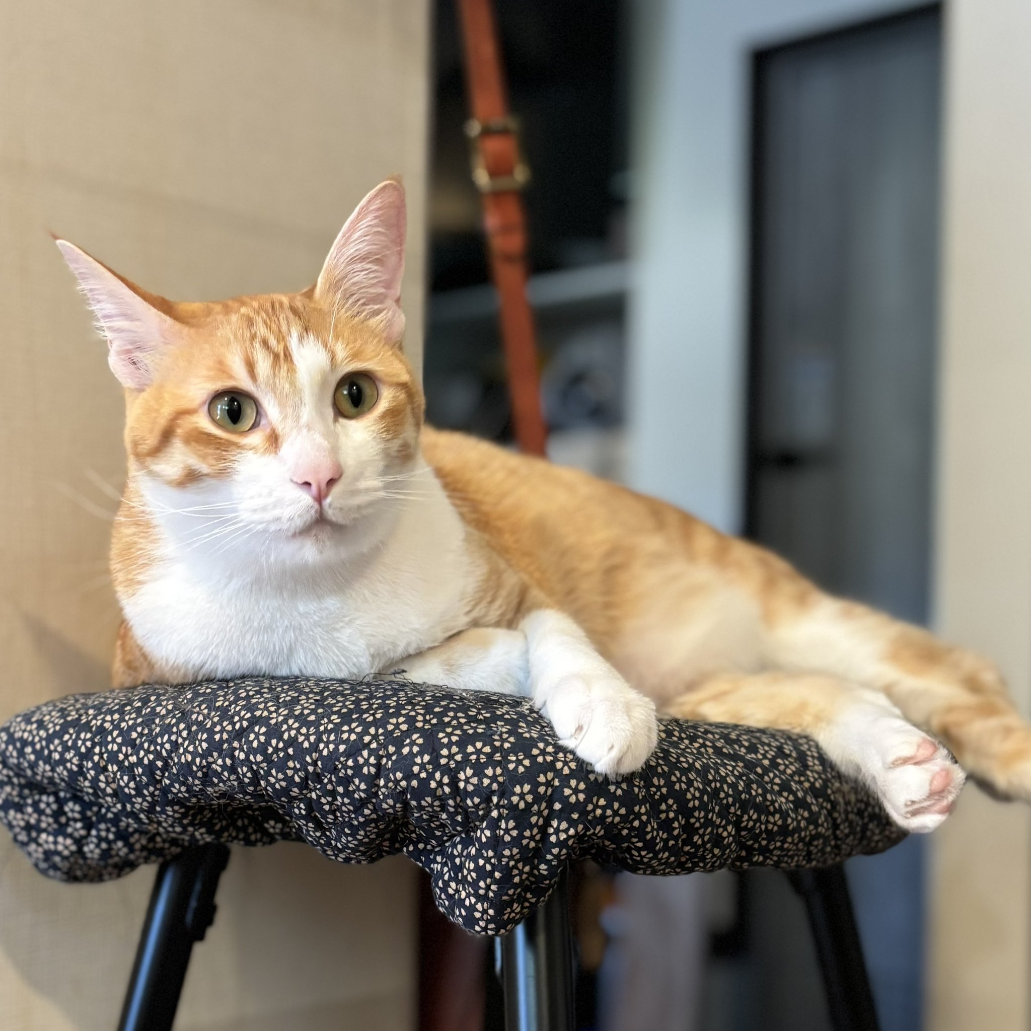 ねこまみれ Ten＆O木製プレート ねこまみれ 「香箱座り」(香箱座り