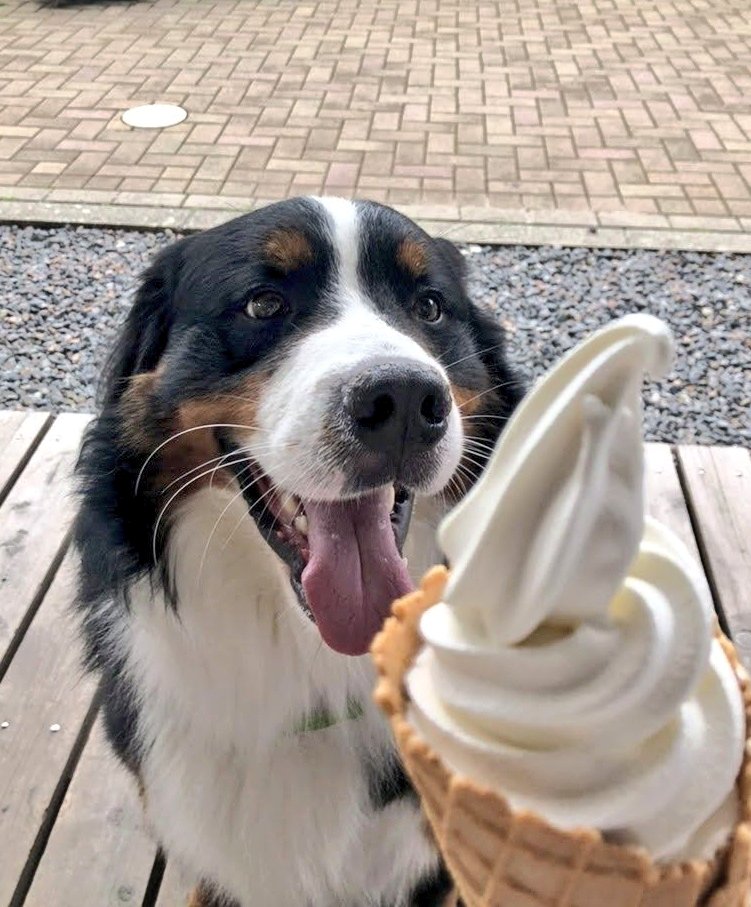 coco_bmd's tweet image. そりゃこの暑い中食べたくなるよね