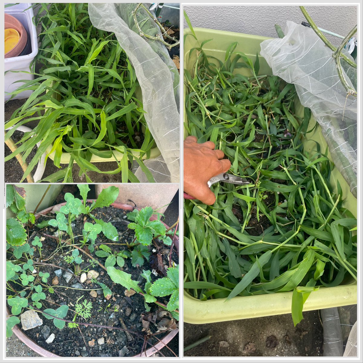 家庭菜園のプランターにニンジン🥕を植えているのだが上手くいかない。
水切れを起こすと発芽しても枯れるのだ。
稲科の雑草を放置したら発芽した。
雑草が保水性あげているのか？
今度は背丈を刈っても発芽するのか生存能力を確認中。