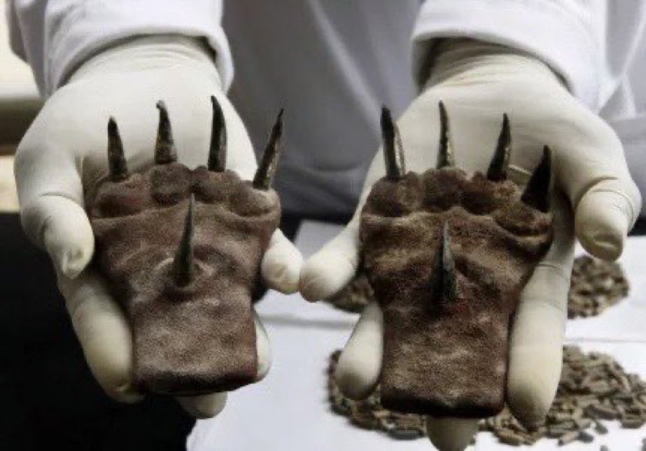 emonok1's tweet image. モチェ・タイガークロウ:南米ペルーの1500年前の遺跡から発掘された金属製の爪のセット。モチェ文明と呼ばれる古代文明の儀式で使われたとみられ、猫の足を模したような土台に金属製の爪が付いている。儀式の衣装に付けられていたとか儀式戦闘の勝者に栄誉として与えられたなどと推測されている。