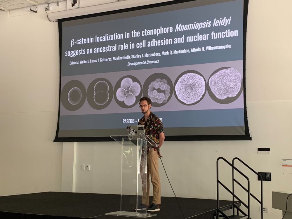 EvoDevoPanAm's tweet image. Beta-catenin signaling in jelly combs could slightly differ from what you know..... Brian Walter from @univmiami
#PASEDB2025 #Mnemiopsis #celladhesion #betacatenin