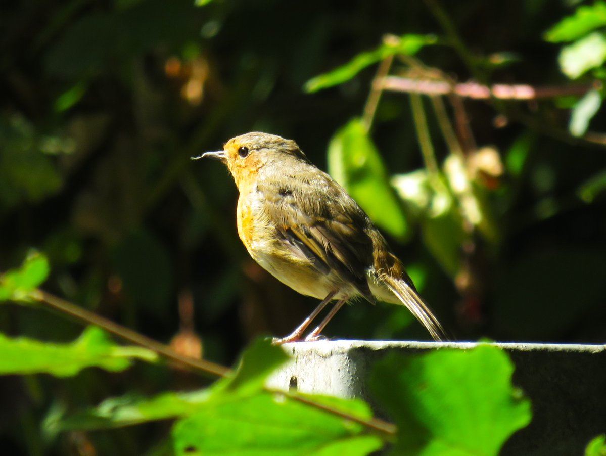 MatthewShute's tweet image. It alights with grace on a temporary base,
a bright perching-place in this semi-natural space
#NaturePhotography
🌿 🐦 🧡 💚