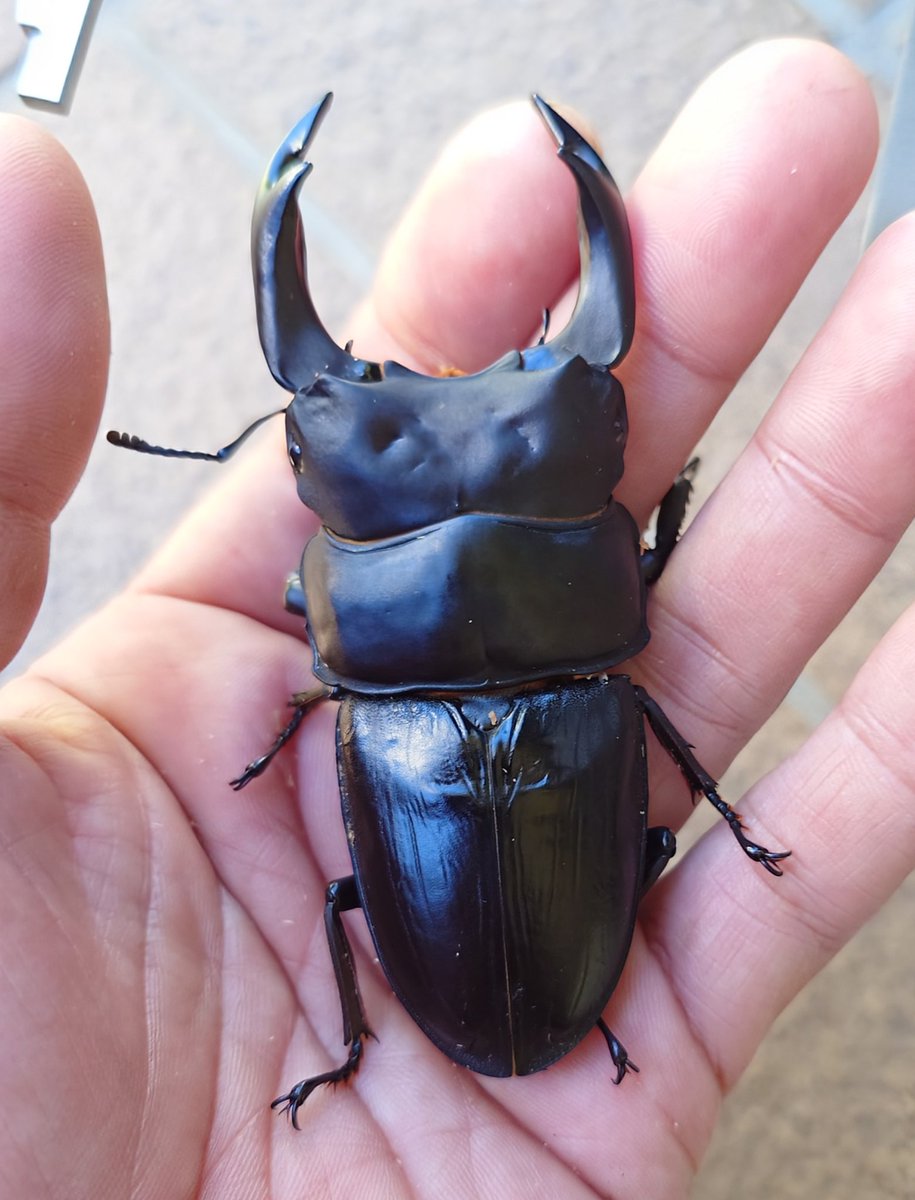 world ace3 tweet media