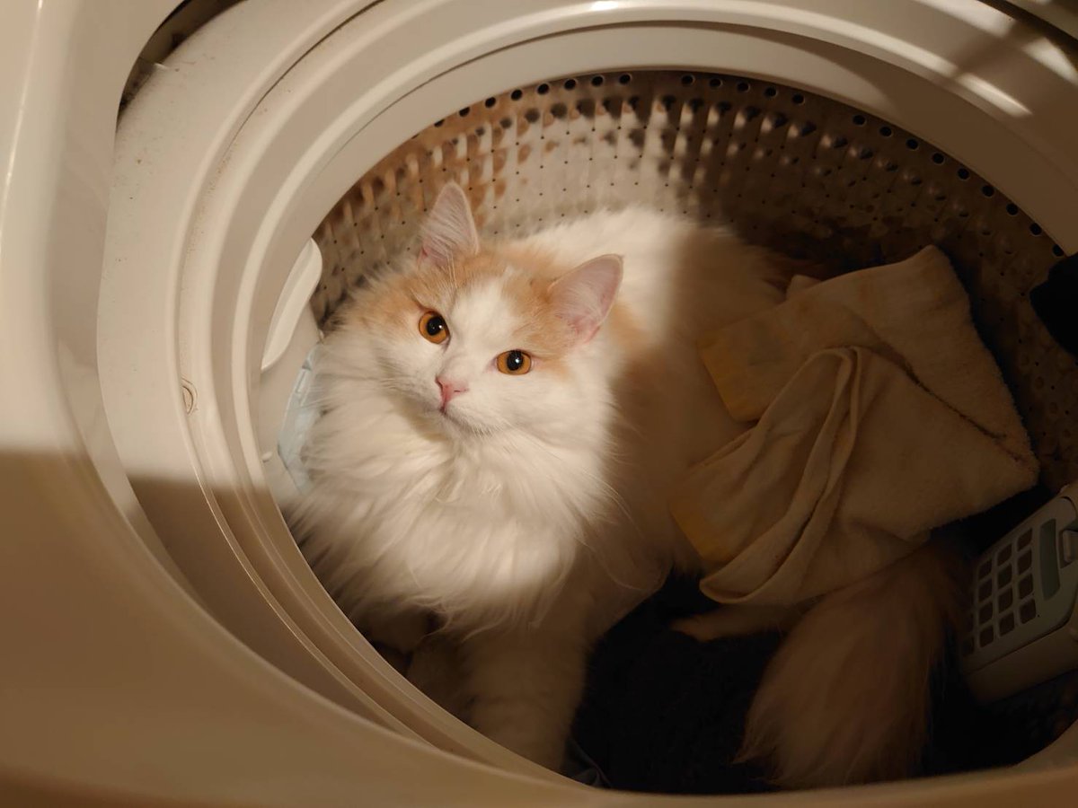 junjun417's tweet image. 妹の家の猫がかわぇぇ
洗濯機回は確認してから動かさないとやばいのね😅