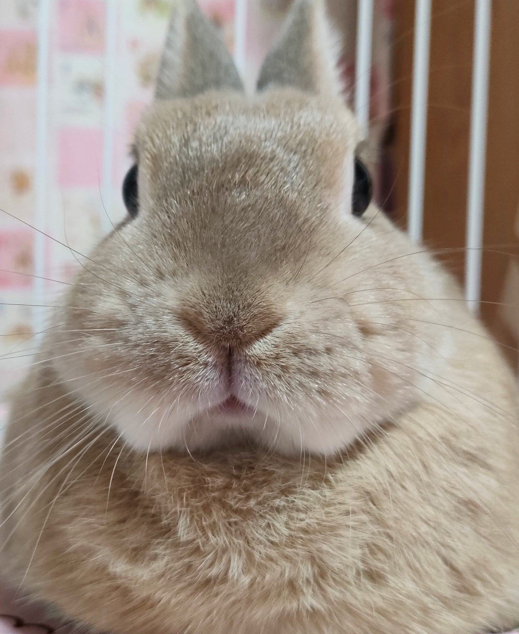 日々樹渉 うさぎ おまんじゅう うさぎおまんじゅう🐰 - 可愛くて柔らかい手のひらサイズの