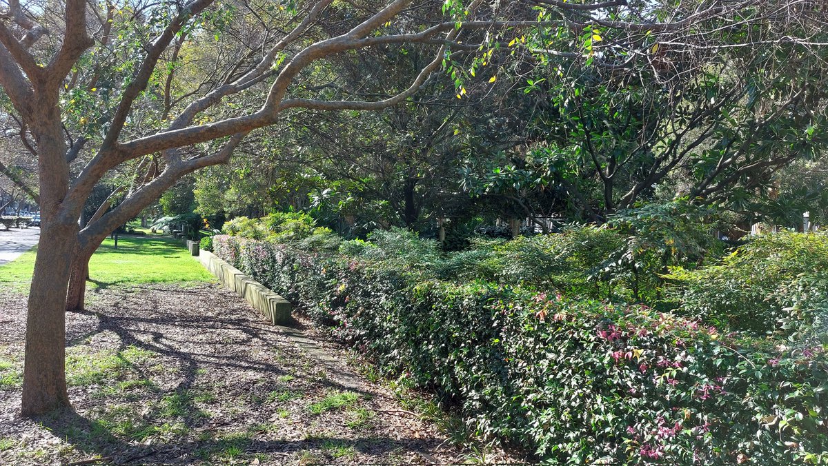pfwaus's tweet photo. Morning coffee in an oasis of inner city green at Joynton Park Waterloo #Sydney #NewSouthWales #Australia 

#traveloz #travel #nature #wildoz https://t.co/0BJWHDfCp3