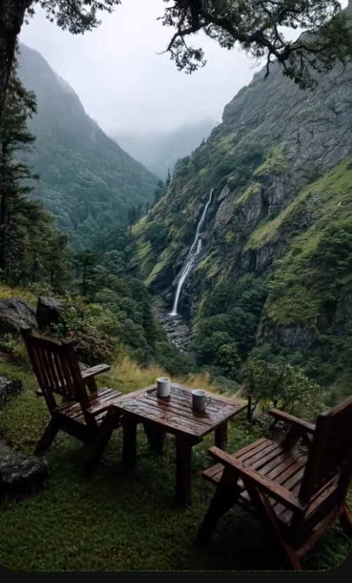 Happy morning with happiness and tea ☕☕🌞🪴🌴🌴🕊️