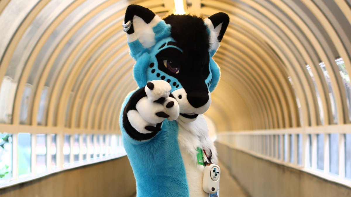 KriegarWolf's tweet image. Goin live in five for my FIRST EVER WII SPORTS FURSUIT STREAM!!! Come join and support this wuffer as he CRUSHES this timeless classic~ #fursuit #FursuitFriday #Furry #furries 

Link: twitch.tv/kriegarwolf