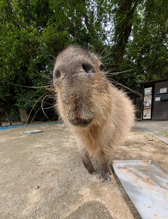 capipiro's tweet image. 朝食おかわりアピールぷる～んくん！

(2025.05.26長崎バイオパーク)