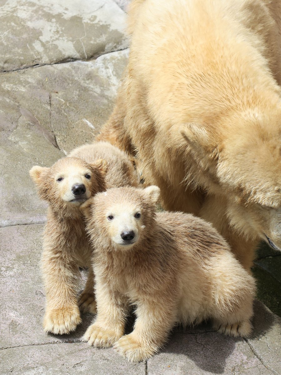 【観覧列を締め切りました】
本日（7月26日）のホッキョクグマ #ポーラ と #うみ #そら の観覧は、10時50分をもちまして列への整列を締め切らせていただきました。
ホッキョクグマの双子を公開します！
city.sendai.jp/zoo/news/oshir…

#八木山動物公園
#八木山動物公園フジサキの杜