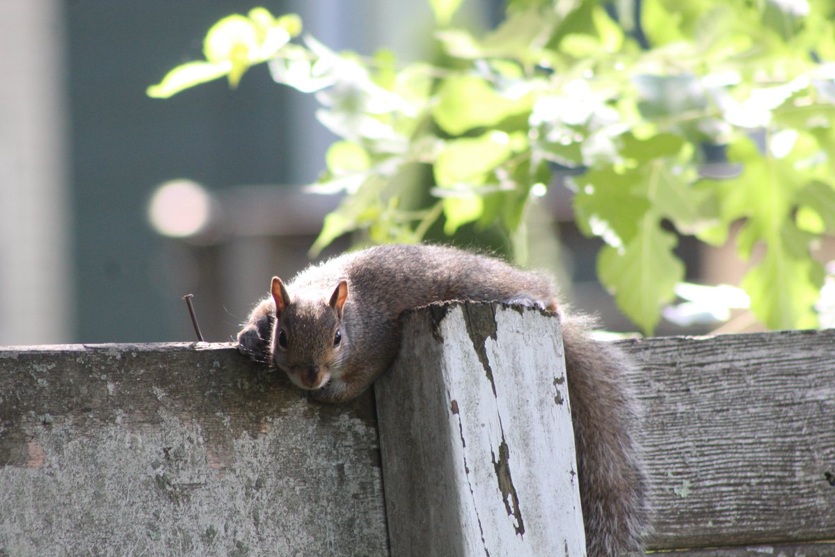ScurrasFolly's tweet image. News from the garden front:
It was a rough one today. I was up before dawn and yet still not early enough to prevent the loss of some of my kale. In addition, it was so hot today that yet again the squirrels were melting. Hopefully, we get the rain forecasted for Sunday.